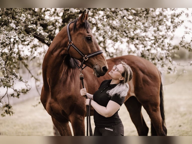 Austrian Warmblood Mare 20 years 16 hh Brown in Ebreichsdorf