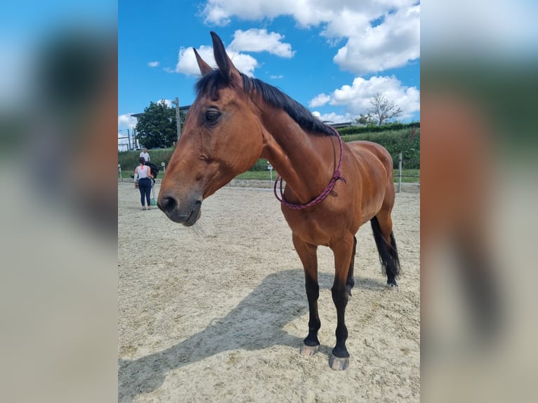Austrian Warmblood Mare 20 years 16 hh Brown in Ebreichsdorf