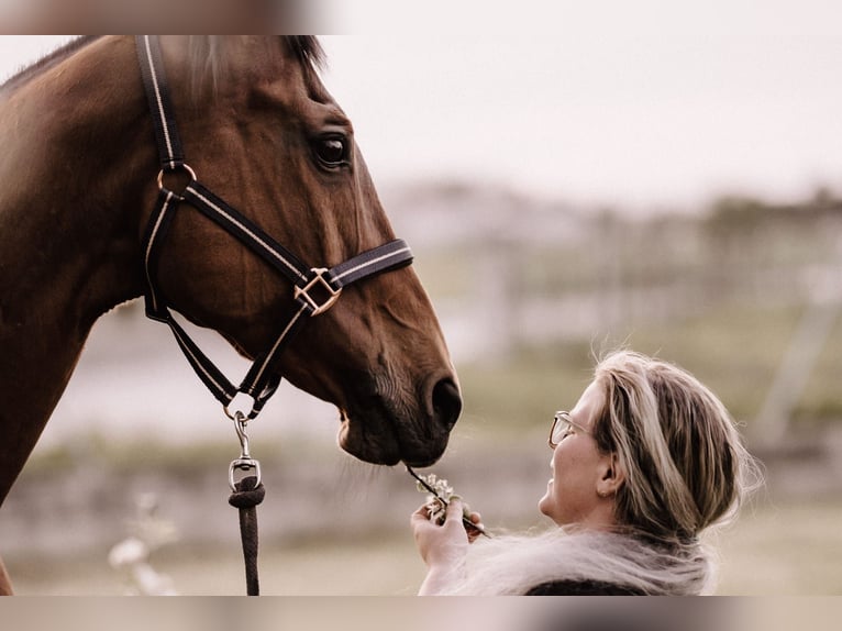 Austrian Warmblood Mare 20 years 16 hh Brown in Ebreichsdorf