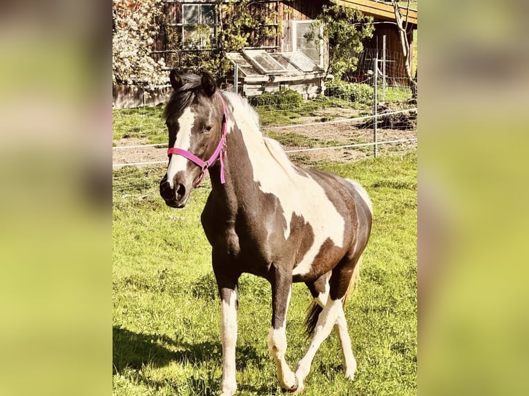 Austrian Warmblood Mix Mare 2 years 15,1 hh Pinto in Salzburg