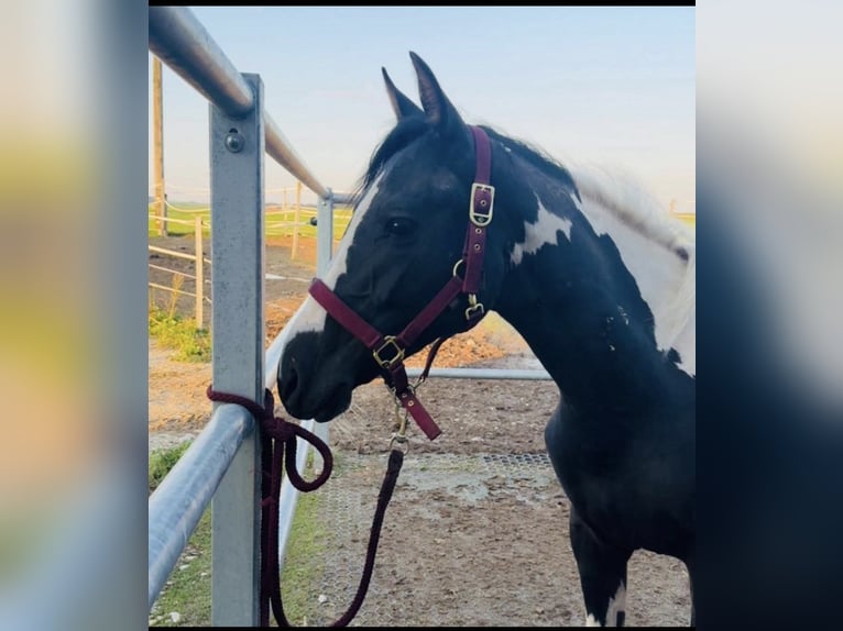 Austrian Warmblood Mix Mare 2 years 15,1 hh Pinto in Salzburg