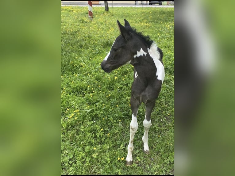 Austrian Warmblood Mix Mare 2 years 15,1 hh Pinto in Salzburg