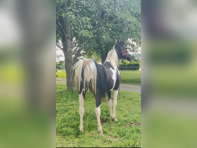 Austrian Warmblood Mix Mare 2 years 15,1 hh Pinto in Salzburg