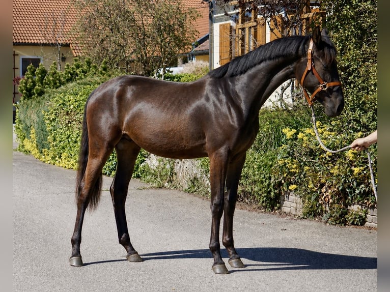 Austrian Warmblood Mare 2 years 16.2 hh Black in St.Marein-Feistritz
