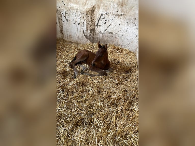 Austrian Warmblood Mare 2 years 16.2 hh Brown in Neuhofen