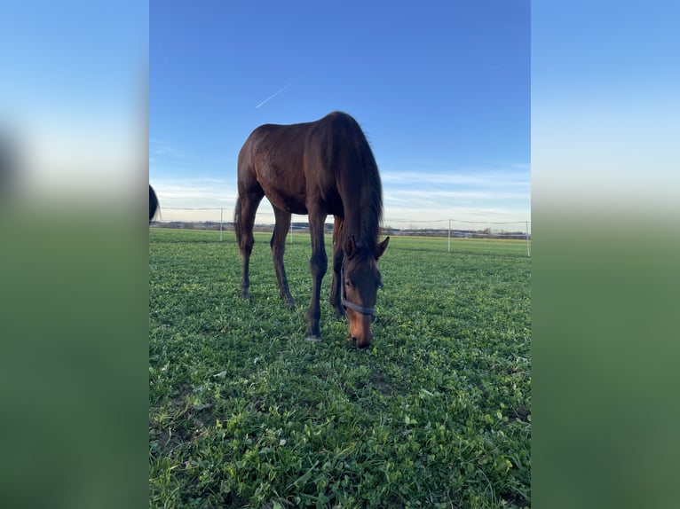 Austrian Warmblood Mare 2 years 16.2 hh Brown in Neuhofen