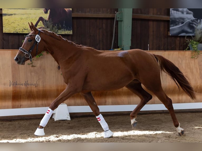 Austrian Warmblood Mare 2 years 16,2 hh Chestnut-Red in St Marein bei Graz