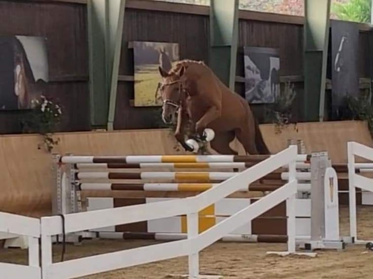 Austrian Warmblood Mare 2 years 16,2 hh Chestnut-Red in St Marein bei Graz