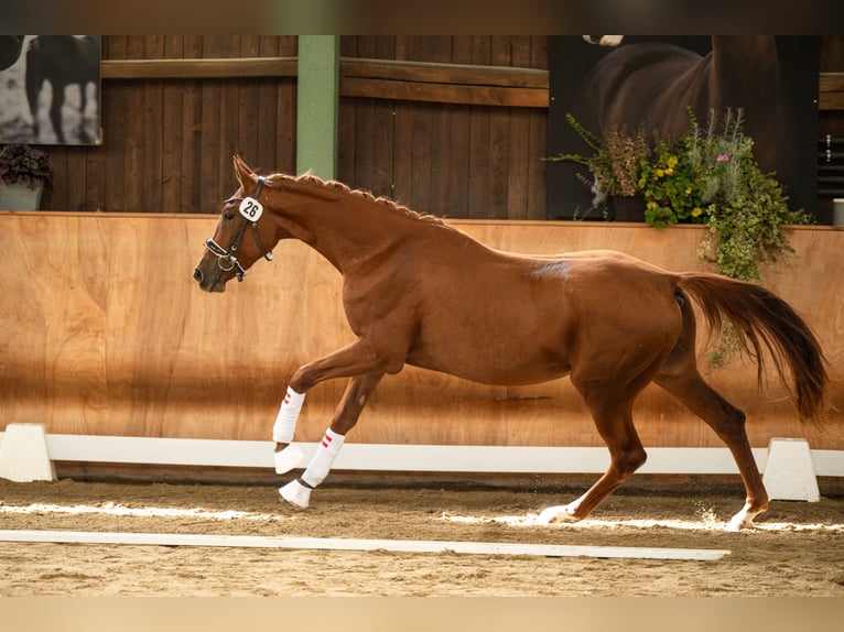 Austrian Warmblood Mare 2 years 16,2 hh Chestnut-Red in St Marein bei Graz