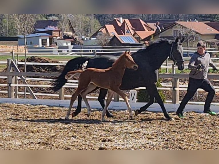 Austrian Warmblood Mare 2 years 16,2 hh Chestnut-Red in St Marein bei Graz