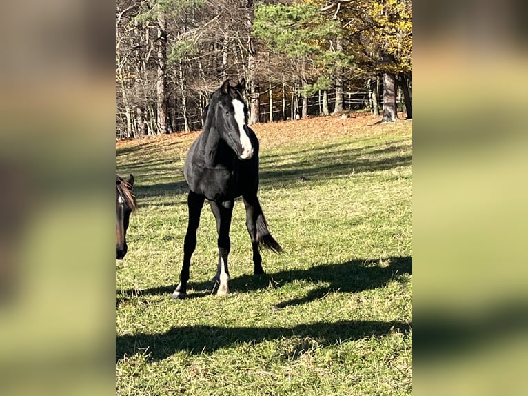 Austrian Warmblood Mare 2 years 16 hh Black in Heiligenkreuz