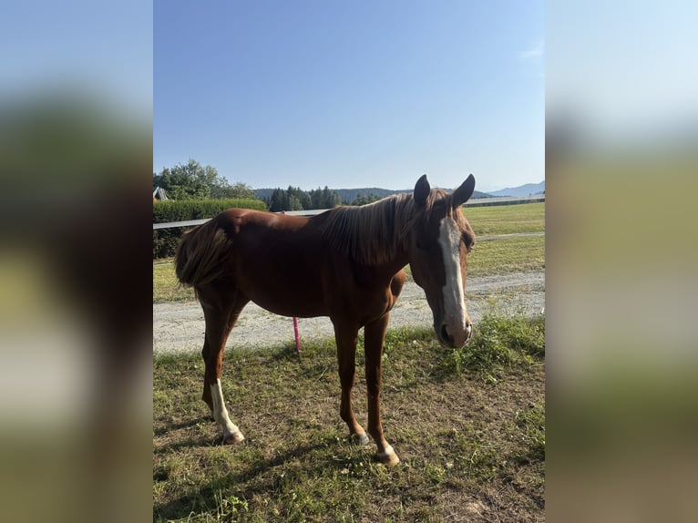 Austrian Warmblood Mare 2 years 16 hh Chestnut-Red in Steuerberg Feldkirchen