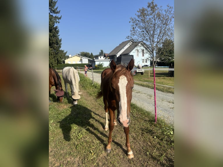 Austrian Warmblood Mare 2 years 16 hh Chestnut-Red in Steuerberg Feldkirchen