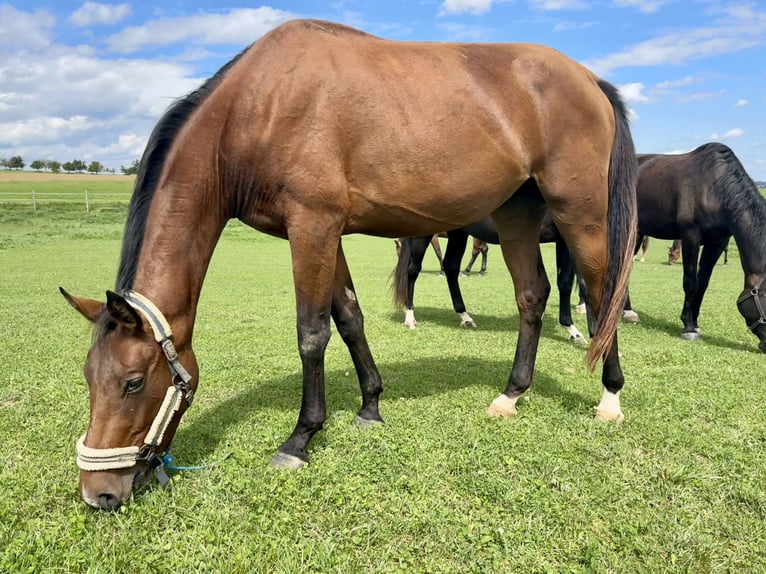 Austrian Warmblood Mare 2 years 16,1 hh Brown in Salzburg