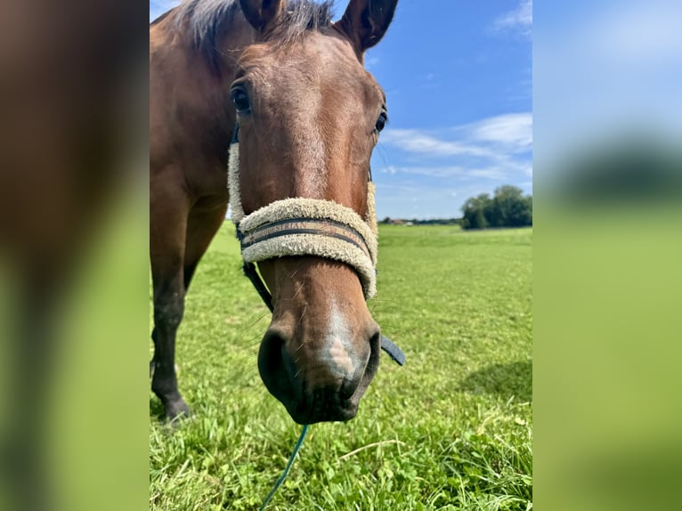 Austrian Warmblood Mare 2 years 16,1 hh Brown in Salzburg