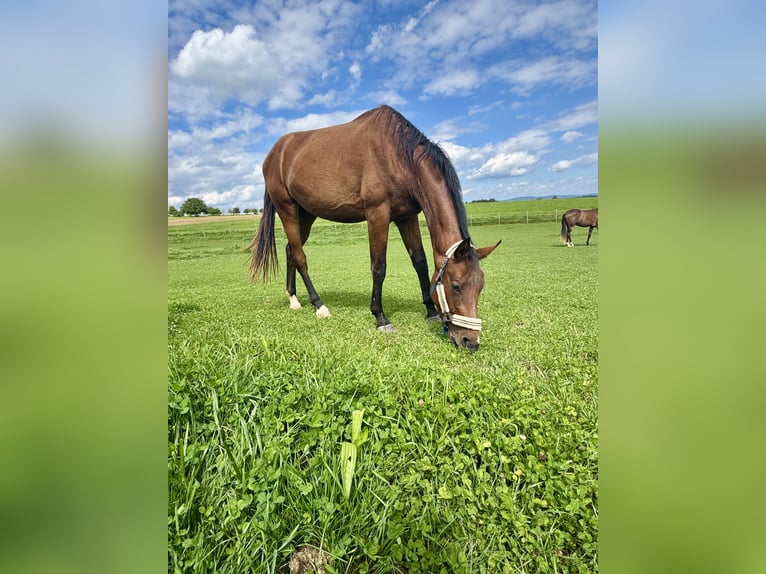Austrian Warmblood Mare 2 years 16,1 hh Brown in Salzburg
