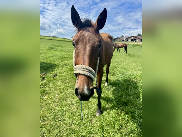 Austrian Warmblood Mare 2 years 16,1 hh Brown in Salzburg