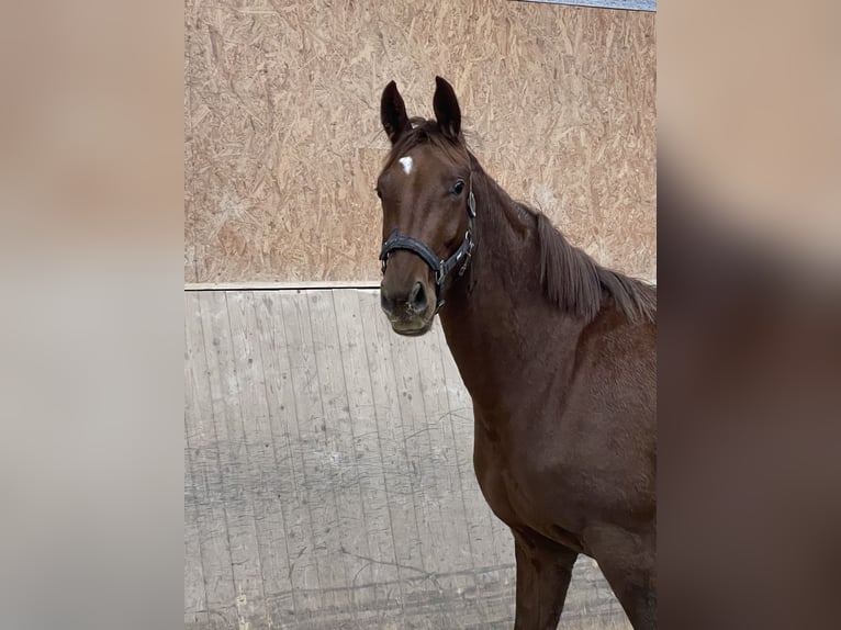 Austrian Warmblood Mix Mare 2 years 16,1 hh Chestnut-Red in Mehrnbach