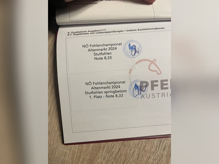 Austrian Warmblood Mare 2 years 16,2 hh Brown in Neuhofen