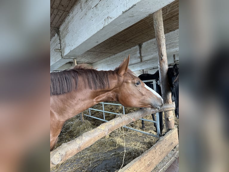Austrian Warmblood Mare 2 years 16,3 hh Chestnut-Red in Katzenberg