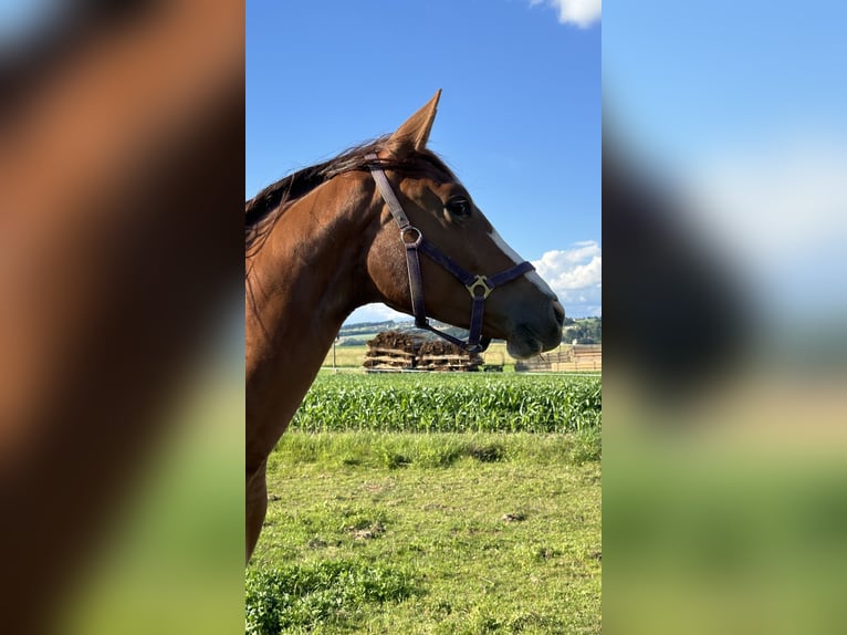 Austrian Warmblood Mare 2 years 16,3 hh Chestnut-Red in Katzenberg