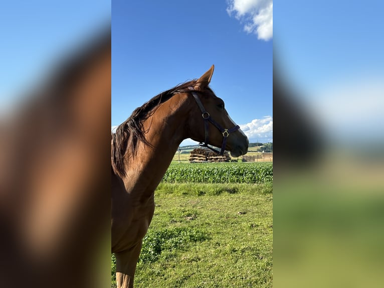 Austrian Warmblood Mare 2 years 16,3 hh Chestnut-Red in Katzenberg
