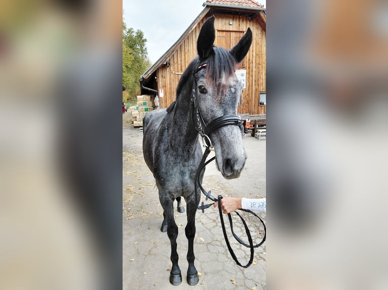 Austrian Warmblood Mare 2 years Grey-Dark-Tan in Feldbach
