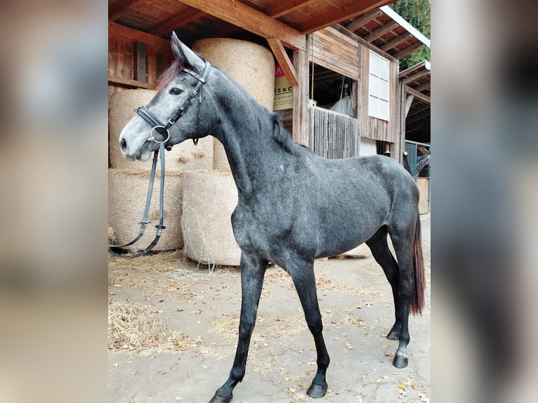 Austrian Warmblood Mare 2 years Grey-Dark-Tan in Feldbach