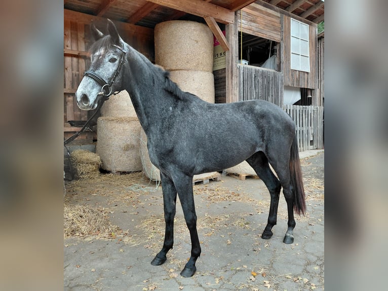 Austrian Warmblood Mare 2 years Grey-Dark-Tan in Feldbach