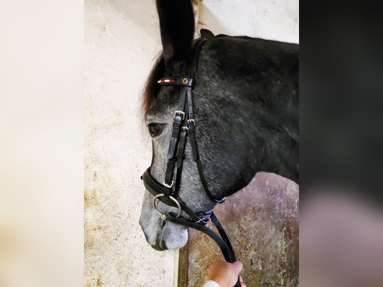 Austrian Warmblood Mare 2 years Grey-Dark-Tan in Feldbach