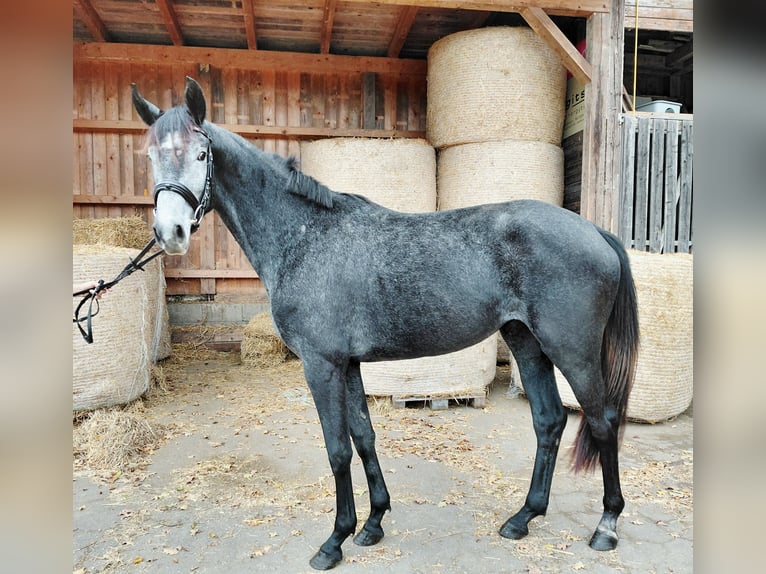 Austrian Warmblood Mare 2 years Grey-Dark-Tan in Feldbach