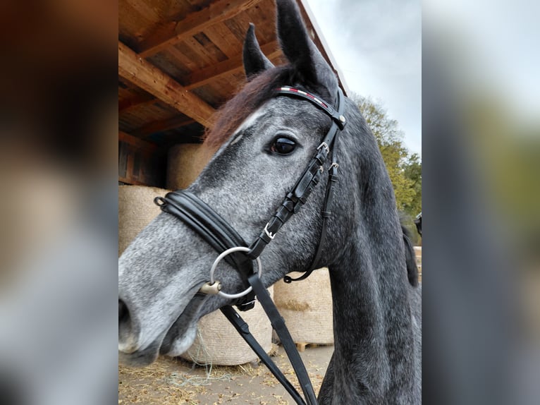 Austrian Warmblood Mare 2 years Grey-Dark-Tan in Feldbach