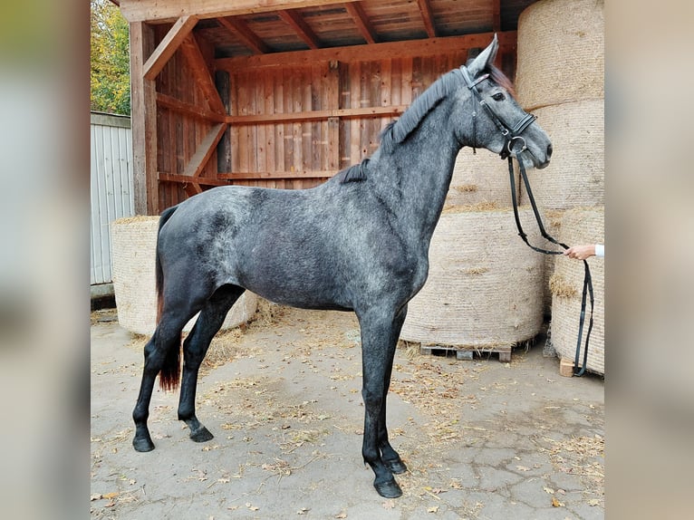 Austrian Warmblood Mare 2 years Grey-Dark-Tan in Feldbach
