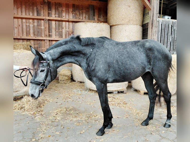 Austrian Warmblood Mare 2 years Grey-Dark-Tan in Feldbach