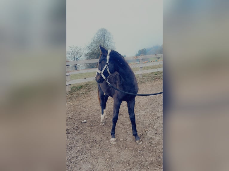Austrian Warmblood Mare 3 years 14,2 hh Chestnut in Unteraichwald