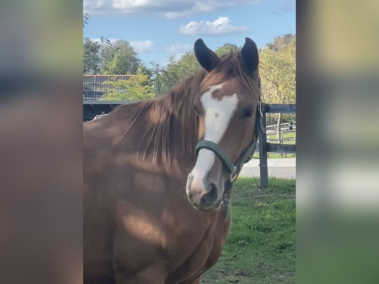 Austrian Warmblood Mare 3 years 15.2 hh Chestnut-Red in Fürstenfeld