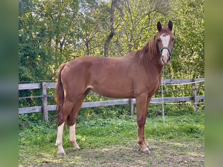 Austrian Warmblood Mare 3 years 15.2 hh Chestnut-Red in Fürstenfeld