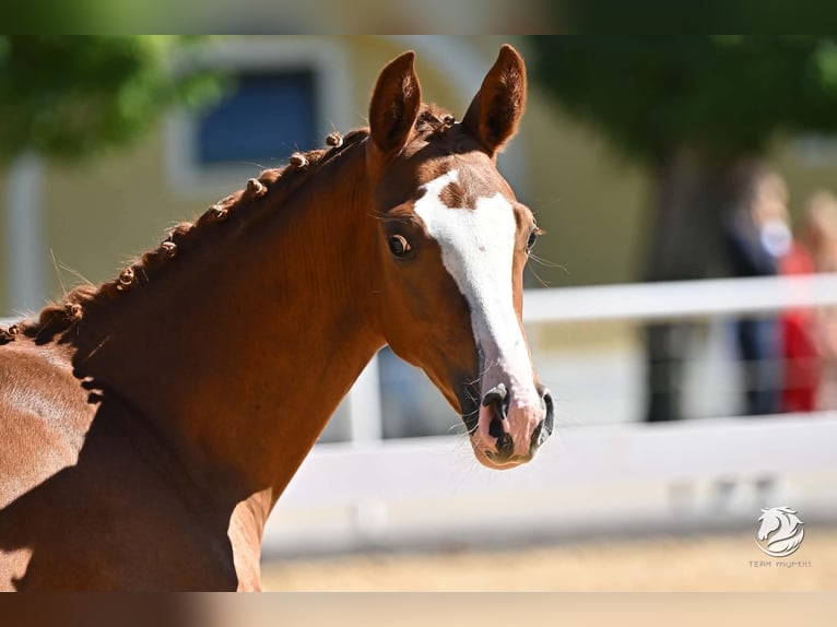 Austrian Warmblood Mare 3 years 15.2 hh Chestnut-Red in Fürstenfeld