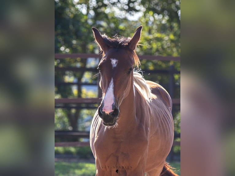 Austrian Warmblood Mare 3 years 15.2 hh Pinto in Entschendorf