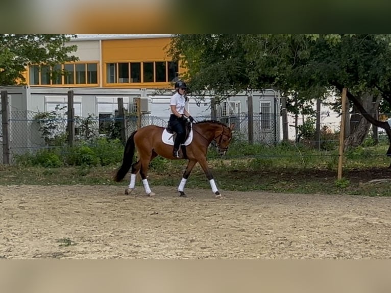 Austrian Warmblood Mare 3 years 15,2 hh Bay in Zs&#xE1;mb&#xE9;k