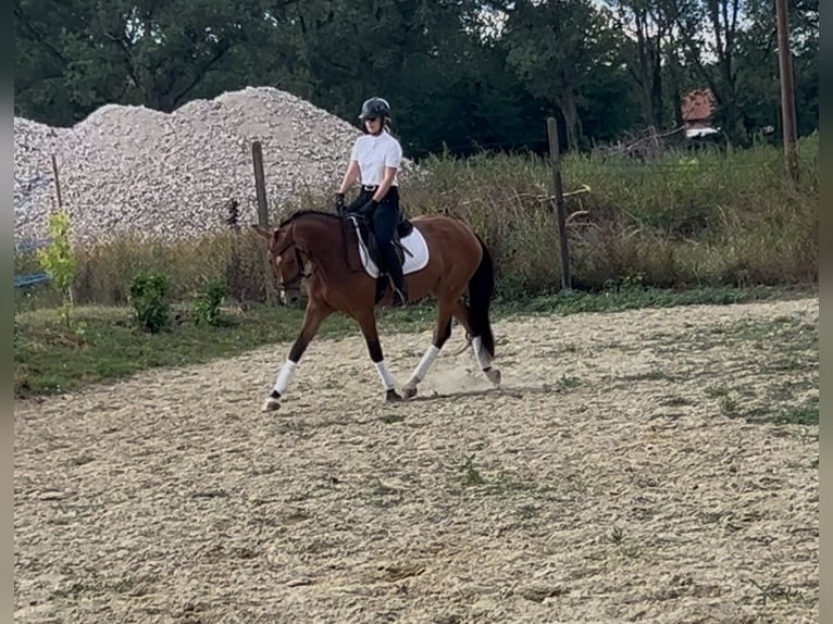 Austrian Warmblood Mare 3 years 15,2 hh Bay in Zs&#xE1;mb&#xE9;k