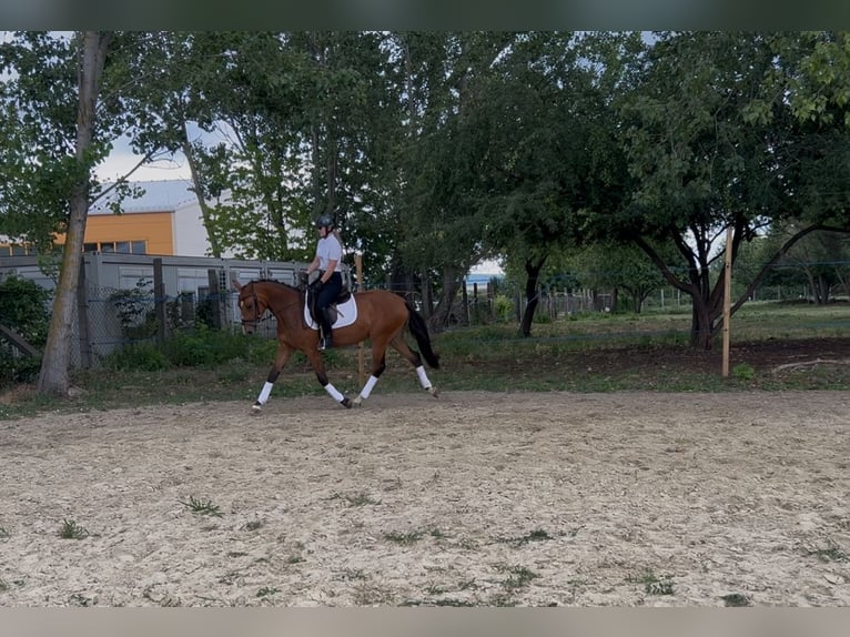 Austrian Warmblood Mare 3 years 15,2 hh Bay in Zs&#xE1;mb&#xE9;k