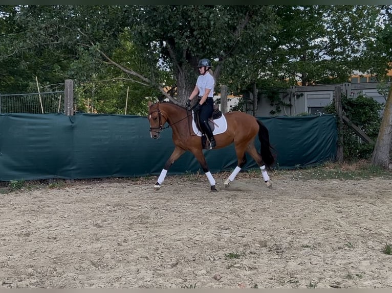 Austrian Warmblood Mare 3 years 15,2 hh Bay in Zs&#xE1;mb&#xE9;k