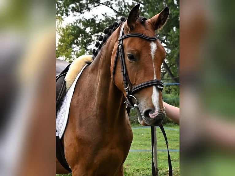 Austrian Warmblood Mare 3 years 15,2 hh Bay in Zs&#xE1;mb&#xE9;k