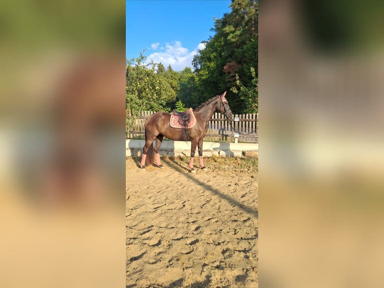 Austrian Warmblood Mare 3 years 16.1 hh Black in Gleisdorf