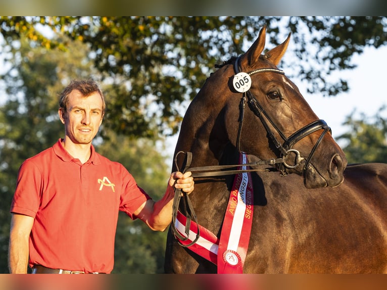 Austrian Warmblood Mare 3 years 16,1 hh Brown in Stadl-Paura