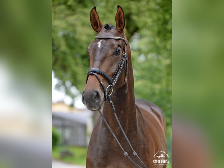 Austrian Warmblood Mare 3 years 16,1 hh Brown in Stadl-Paura