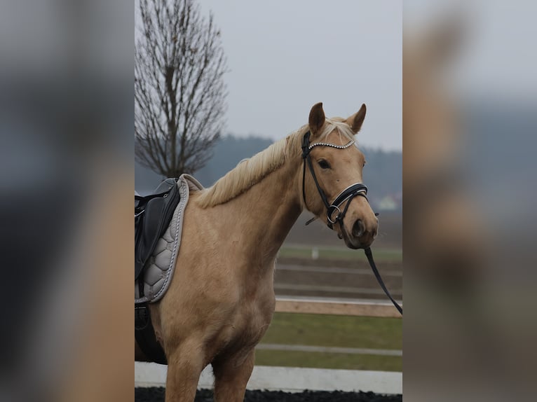 Austrian Warmblood Mare 3 years 16.1 hh Palomino in St Marein bei Graz