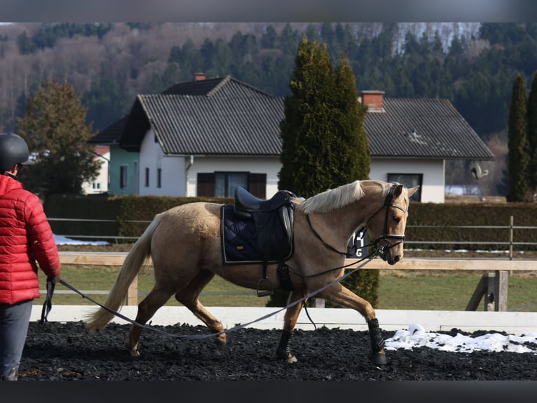 Austrian Warmblood Mare 3 years 16.1 hh Palomino in St Marein bei Graz