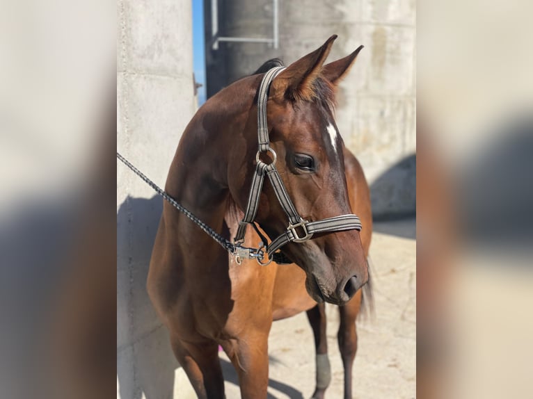 Austrian Warmblood Mare 3 years 16.2 hh Bay-Dark in Oed